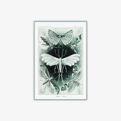 Wolf & Badger Grey Tineida-Motten By Ernst Haeckel A2 420 X 594Mm Stanley Print House