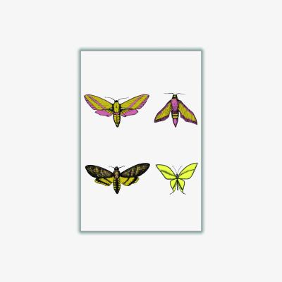 Wolf & Badger Vintage Moths A1 594 X 841Mm Stanley Print House