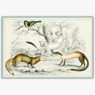Wolf & Badger Neutrals Collection Of Rodents Ii A3 297 X 420Mm Stanley Print House