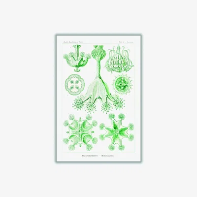 Wolf & Badger Green Stauromedusae-Becherquallen By Ernst Haeckel Medium Stanley Print House
