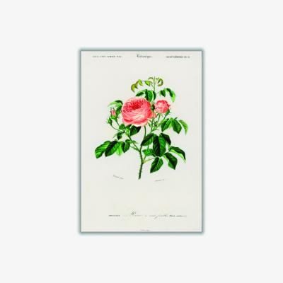 Wolf & Badger Green Cabbage Rose Medium Stanley Print House