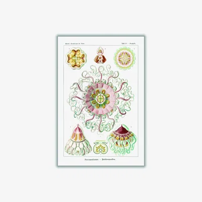 Wolf & Badger Permedusae-Talchenquallen By Ernst Haeckel A2 420 X 594Mm Stanley Print House