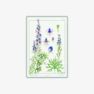 Wolf & Badger Vintage Botanicals - Aconite Green A1 594 X 841Mm Stanley Print House