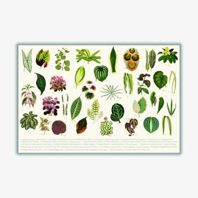 Wolf & Badger Green Types Of Leaves Large Stanley Print House