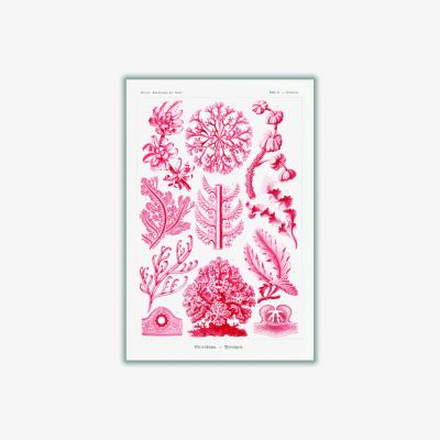 Wolf & Badger Red Florideae-Rotalgen By Ernst Haeckel A3 297 X 420Mm Stanley Print House
