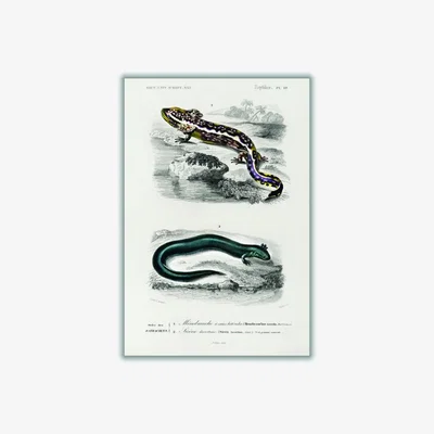 Wolf & Badger Grey Mudpuppy Illustration A2 420 X 594Mm Stanley Print House