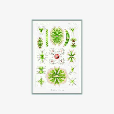 Wolf & Badger Green Desmidiea-Bierdinge By Ernst Haeckel A3 297 X 420Mm Stanley Print House