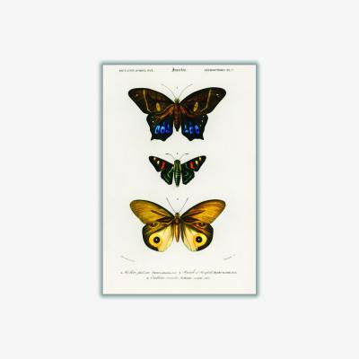 Wolf & Badger Natural History Different Types Of Butterfly 3 Large Stanley Print House