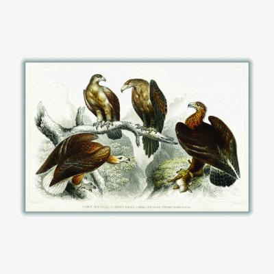 Wolf & Badger Brown Various Eagles A2 420 X 594Mm Stanley Print House
