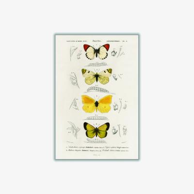 Wolf & Badger Gold Natural History Different Types Of Butterfly 4 Medium Stanley Print House
