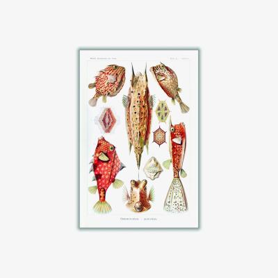 Wolf & Badger Red Ostraciontes-Kofferfilche By Ernst Haeckel A4 210 X 297Mm Stanley Print House