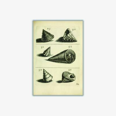 Wolf & Badger Neutrals Set Of Vintage Shells A4 210 X 297Mm Stanley Print House