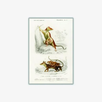 Wolf & Badger Brown Natural History - Opossum Large Stanley Print House