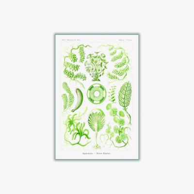 Wolf & Badger Green Siphoneae-Riesen Algetten By Ernst Haeckel A4 210 X 297Mm Stanley Print House