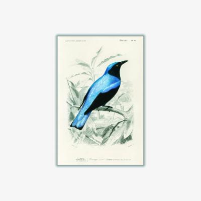 Wolf & Badger Blue Square-Tailed Drongo A2 420 X 594Mm Stanley Print House