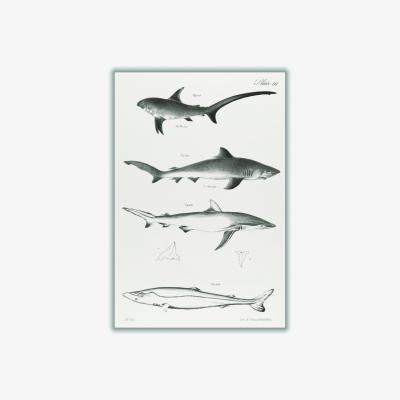 Wolf & Badger Grey Various Sharks A4 210 X 297Mm Stanley Print House