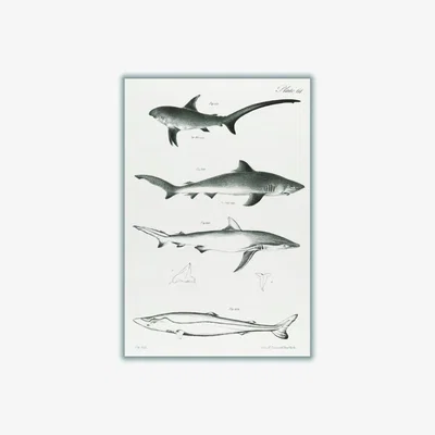 Wolf & Badger Grey Various Sharks A4 210 X 297Mm Stanley Print House
