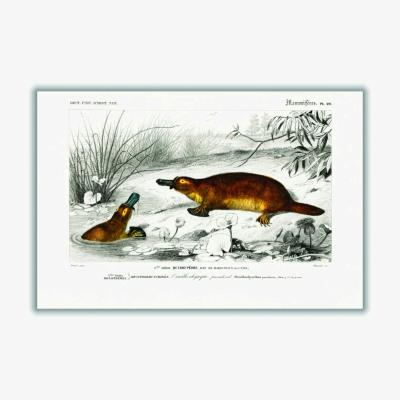 Wolf & Badger Brown Platypus Extra Large Stanley Print House