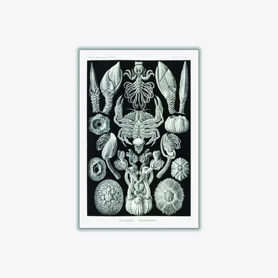 Wolf & Badger Grey Cirripedia-Rankenkreble By Ernst Haeckel Small Stanley Print House