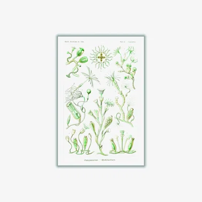 Wolf & Badger Green Campanariae-Glockenpolnpen By Ernst Haeckel Extra Large Stanley Print House
