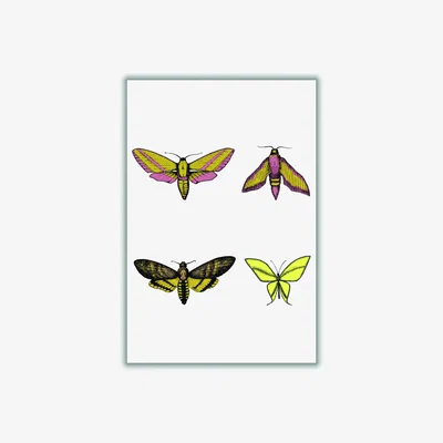 Wolf & Badger Vintage Moths Large Stanley Print House