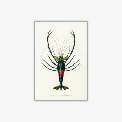 Wolf & Badger Blue Crimson Crawfish Medium Stanley Print House