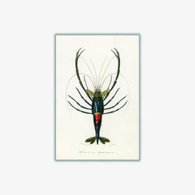 Wolf & Badger Blue Crimson Crawfish Medium Stanley Print House