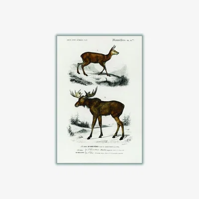 Wolf & Badger Brown Natural History Deer & Moose Large Stanley Print House