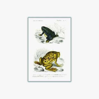 Wolf & Badger Shrinking Frogand Surinam Toad Extra Large Stanley Print House