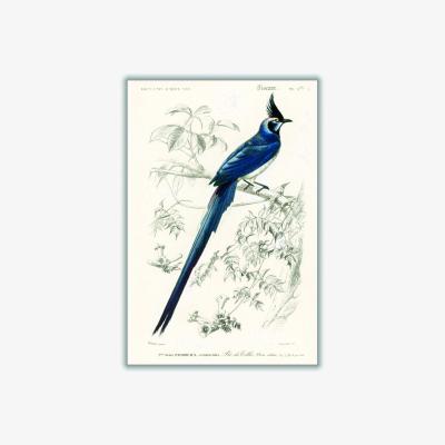 Wolf & Badger Blue Black-Throated Magpie-Jay Xxs Stanley Print House