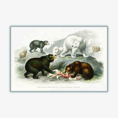 Wolf & Badger Brown Various Bears Ii Large Stanley Print House