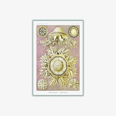 Wolf & Badger Gold Discomedusae-Scheibenquallen Iiiii By Ernst Haeckel A4 210 X 297Mm Stanley Print House