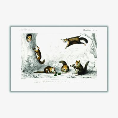 Wolf & Badger Brown Glaucomys Sabrinus A2 420 X 594Mm Stanley Print House