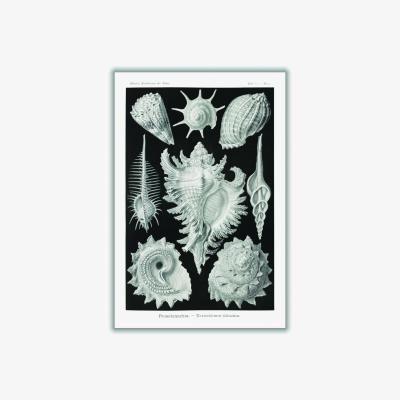Wolf & Badger Grey Prosobranchia-Dorderkiemen Schnecken By Ernst Haeckel A4 210 X 297Mm Stanley Print House