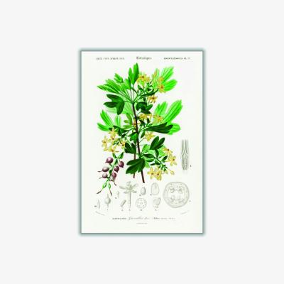 Wolf & Badger Green Ribes Aureum A2 420 X 594Mm Stanley Print House