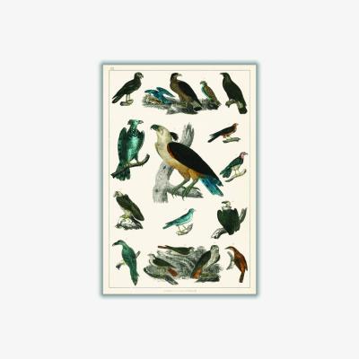 Wolf & Badger Various Type Of Birds A4 210 X 297Mm Stanley Print House