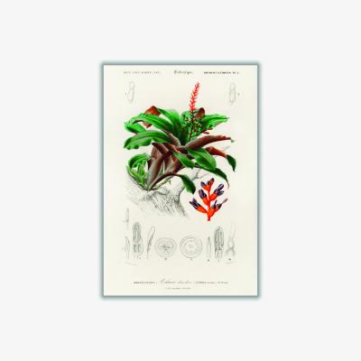 Wolf & Badger Green Bromeliad Extra Large Stanley Print House