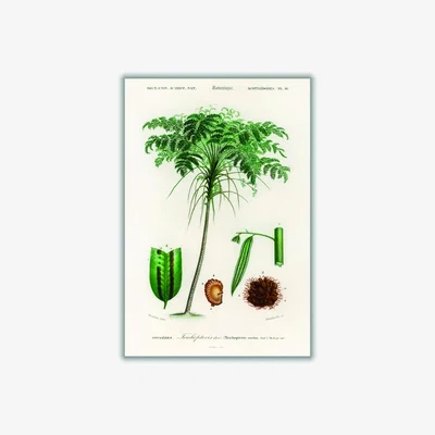 Wolf & Badger Green Trichipteris Excelsa Xxs Stanley Print House