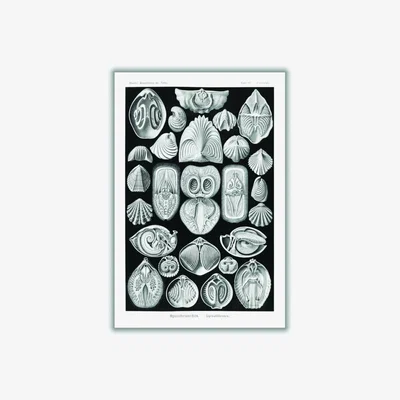 Wolf & Badger Grey Spirobranchia-Spiralkiemer By Ernst Haeckel A1 594 X 841Mm Stanley Print House