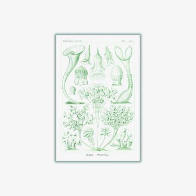 Wolf & Badger Green Ciliata-Wimperlinge By Ernst Haeckel Extra Small Stanley Print House