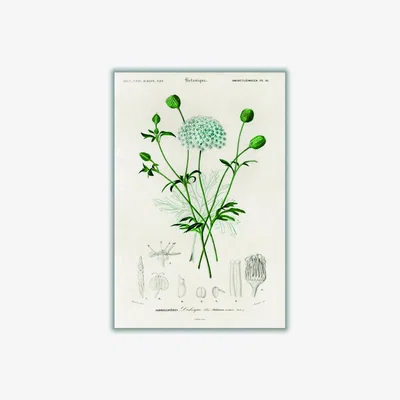 Wolf & Badger Green Didiscus Caeruleus Medium Stanley Print House