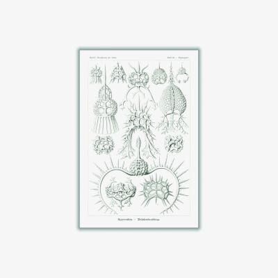 Wolf & Badger Neutrals Spyroidea-Nükchenstrahlinge By Ernst Haeckel A3 297 X 420Mm Stanley Print House