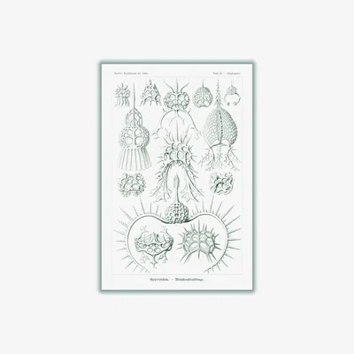 Wolf & Badger Neutrals Spyroidea-Nükchenstrahlinge By Ernst Haeckel A3 297 X 420Mm Stanley Print House