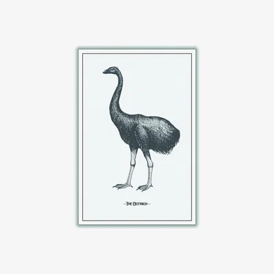 Wolf & Badger Grey The Ostrich Xxs Stanley Print House