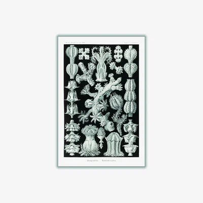 Wolf & Badger Grey Gorgonida-Rindenkorallen By Ernst Haeckel A4 210 X 297Mm Stanley Print House