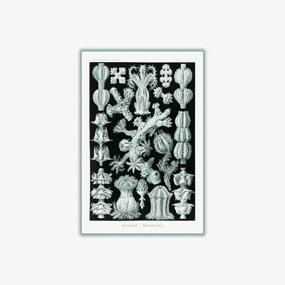 Wolf & Badger Grey Gorgonida-Rindenkorallen By Ernst Haeckel Medium Stanley Print House