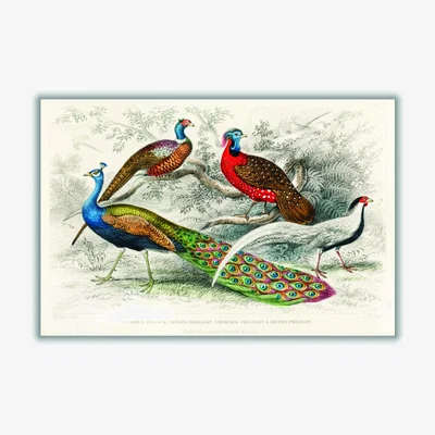 Wolf & Badger Colourful Birds Large Stanley Print House