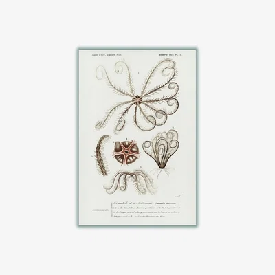 Wolf & Badger Neutrals Comatula Mediterranea A1 594 X 841Mm Stanley Print House