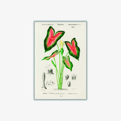 Wolf & Badger Elephant Ear Print A3 297 X 420Mm Stanley Print House