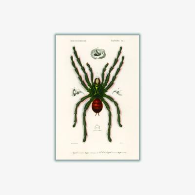 Wolf & Badger Black Pinktoe Tarantula A1 594 X 841Mm Stanley Print House